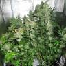семена конопли White Skunk regular Ganja Seeds семена конопли White Skunk regular Ganja Seeds