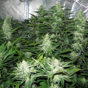 White Skunk regular Ganja Seeds