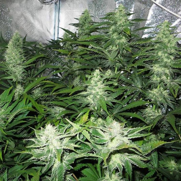 заказ семян конопли White Skunk regular Ganja Seeds заказ семян конопли White Skunk regular Ganja Seeds