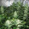 заказ семян конопли White Skunk regular Ganja Seeds заказ семян конопли White Skunk regular Ganja Seeds