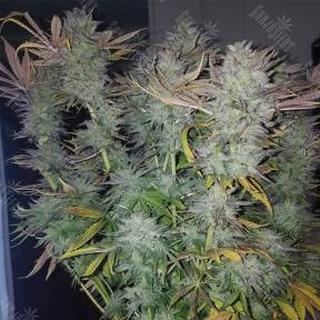 Gorilla Zkittlez feminised Barneys Farm