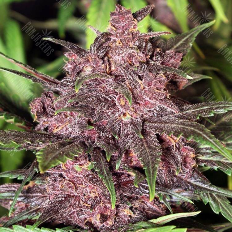 семена конопли в России Auto Black Haze feminised Exotic Seed семена конопли в России Auto Black Haze feminised Exotic Seed