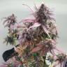 семена культурной конопли купить Auto Black Haze feminised Exotic Seed семена культурной конопли купить Auto Black Haze feminised Exotic Seed