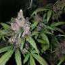 семена конопли индика Auto Black Haze feminised Exotic Seed семена конопли индика Auto Black Haze feminised Exotic Seed