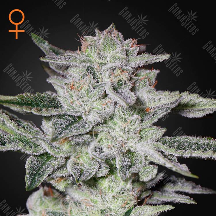 семена конопли курьером Sweet Valley Kush feminised Green House Seeds