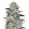 заказ семян конопли Москва Sweet Valley Kush feminised Green House Seeds