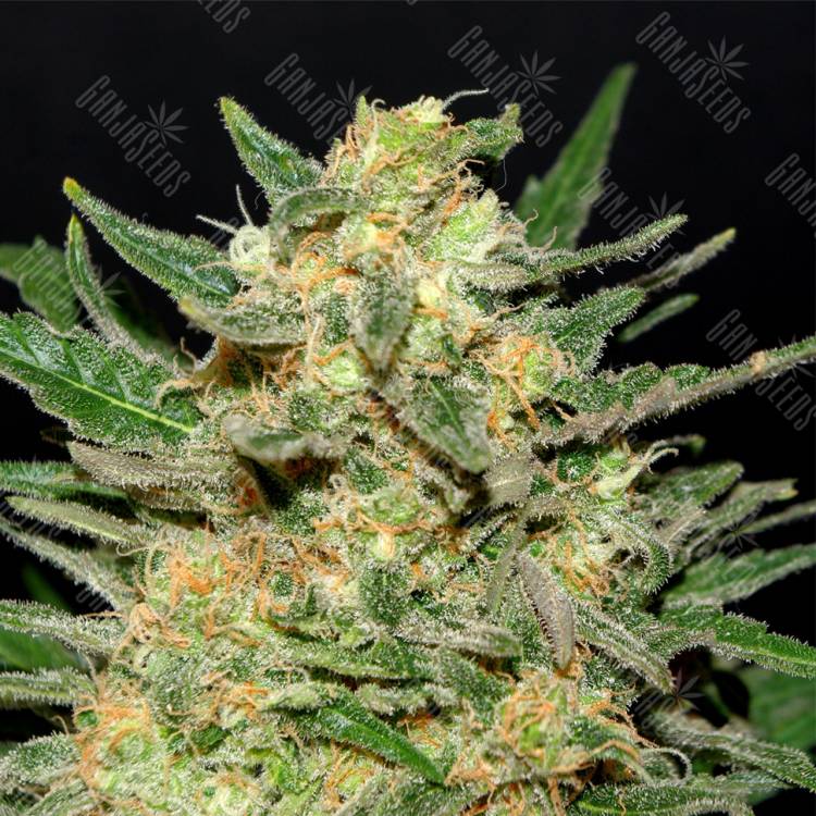 где заказать семена конопли Thai Fantasy feminised Kannabia Seeds где заказать семена конопли Thai Fantasy feminised Kannabia Seeds