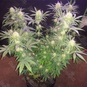 Raspberrry Cough regular Nirvana Seeds