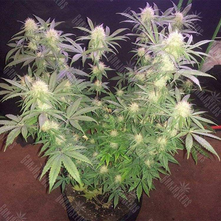 хорошие семена конопли Raspberrry Cough regular Nirvana Seeds хорошие семена конопли Raspberrry Cough regular Nirvana Seeds