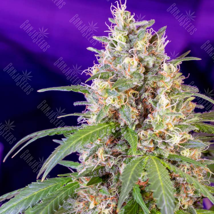 S.A.D. Sweet Afgani Delicious feminised Sweet Seeds