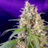 S.A.D. Sweet Afgani Delicious feminised Sweet Seeds