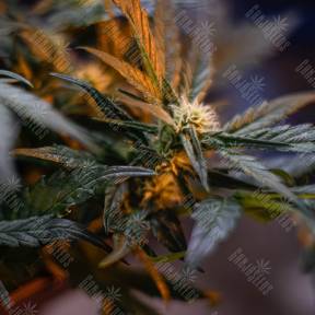Auto Fast Bud feminised Sweet Seeds
