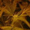 семена конопли в интернете Auto Fast Bud feminised Sweet Seeds