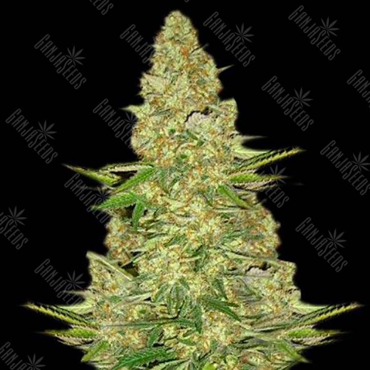 заказ семян конопли Спб Power Vip feminised VIP Seeds