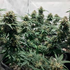 Auto Royal AK feminised Ganja Seeds