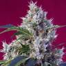 Семена марихуаны Indigo Berry Kush feminised Ganja Seeds купить Семена марихуаны Indigo Berry Kush feminised Ganja Seeds купить