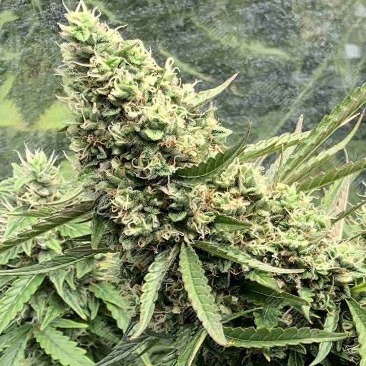 Auto Bubble Gum feminised Ganja Seeds Auto Bubble Gum feminised Ganja Seeds