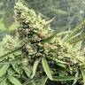 Auto Bubble Gum feminised Ganja Seeds Auto Bubble Gum feminised Ganja Seeds