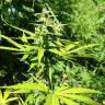 семена индийской конопли Somango feminised семена индийской конопли Somango feminised