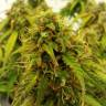 семена конопли курьером Auto Jet 47 feminised семена конопли курьером Auto Jet 47 feminised