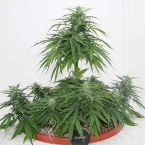 Top Skunk 44 x AK 47 feminised Ganja Seeds