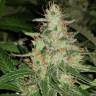 семена конопли Россия Auto Sweet Mango feminised Green House Seeds
