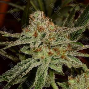 Karakum feminised Bang Seeds