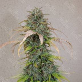 Auto Green-O-Matic regular Ganja Seeds