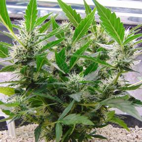 White Widow x Lowryder (WhiteLow) regular Ganja Seeds