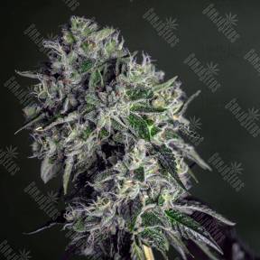 Glookies feminised Barneys Farm