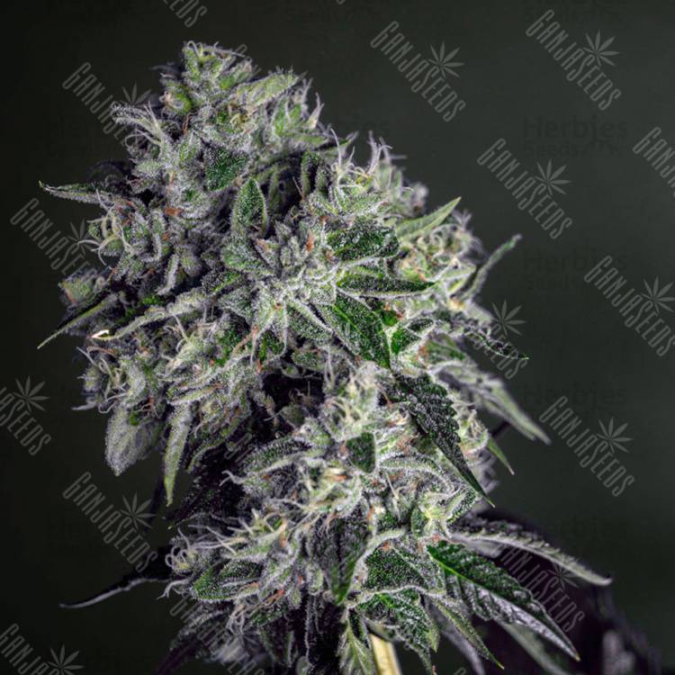 семена конопли Спб Glookies feminised Barneys Farm