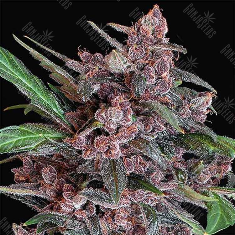 семена конопли для посадки купить Auto Black Lemon feminised Exotic Seed