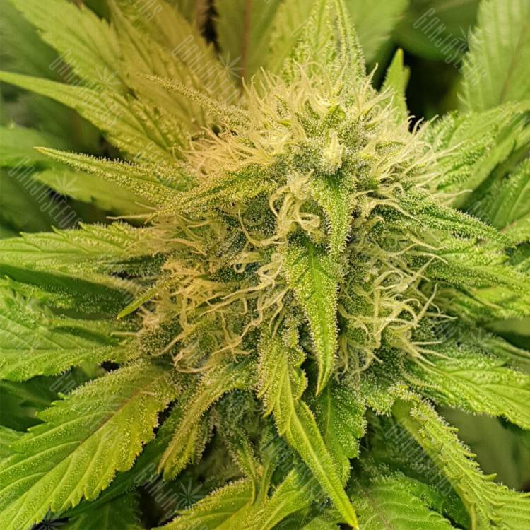 семена конопли в России White Domina feminised Kannabia Seeds семена конопли в России White Domina feminised Kannabia Seeds