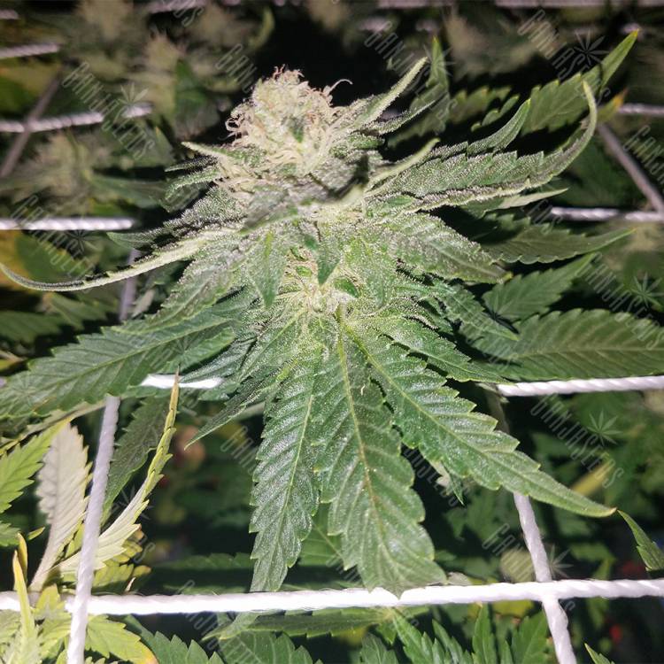 заказ семян конопли Москва Super Skunk regular Nirvana Seeds