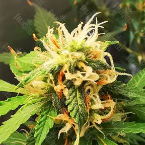 Auto Royal Gorilla feminised Royal Queen