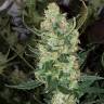 семена конопли в фирменной упаковке Auto Green Poison feminised Sweet Seeds