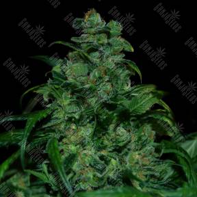 Tank feminised VIP Seeds