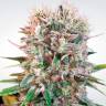 Купить семена Wappa feminised Ganja Seeds