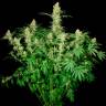 Недорогие семена Wappa feminised Ganja Seeds