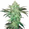 Семена конопли Auto Easy Bud feminised Ganja Seeds недорого