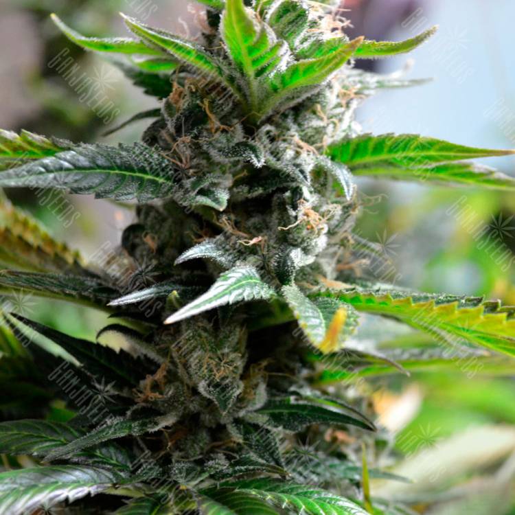 семена сортовой конопли Auto Super Skunk feminised семена сортовой конопли Auto Super Skunk feminised