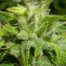 заказать качественные семена конопли Euforia feminised заказать качественные семена конопли Euforia feminised