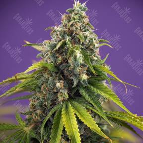 Black Domina x White Russian feminised Ganja Seeds