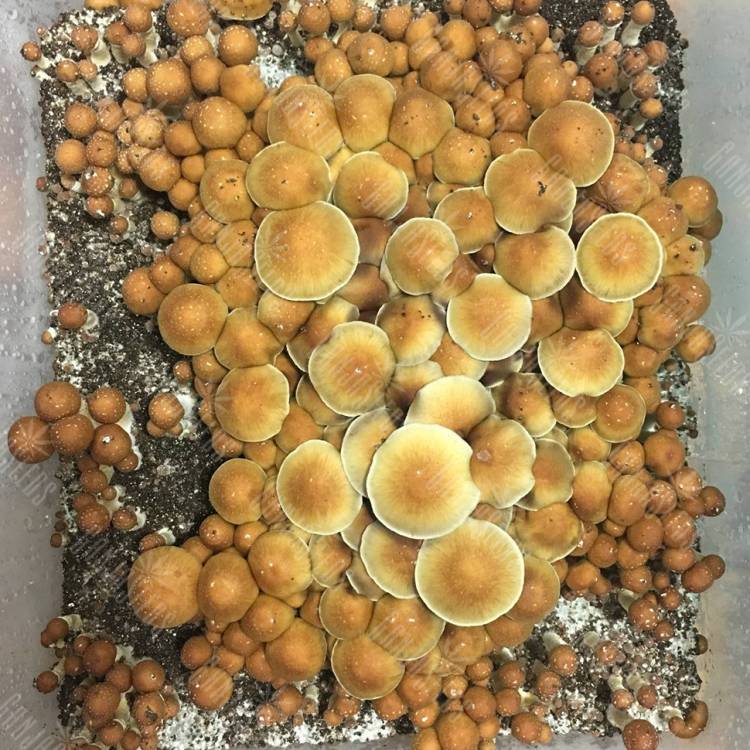 мицелии Lizard King