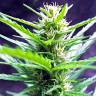 семена конопли Москва Auto Jack Herer feminised Green House Seeds