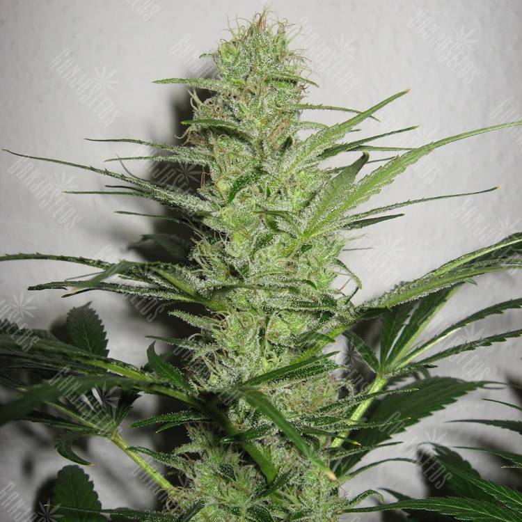 семена культурной конопли купить Auto Jack Herer feminised Green House Seeds