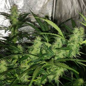 Auto Critical Orange Punch feminised Dutch Passion Seeds