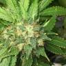 семена конопли курьером Honey B feminised Barneys Farm