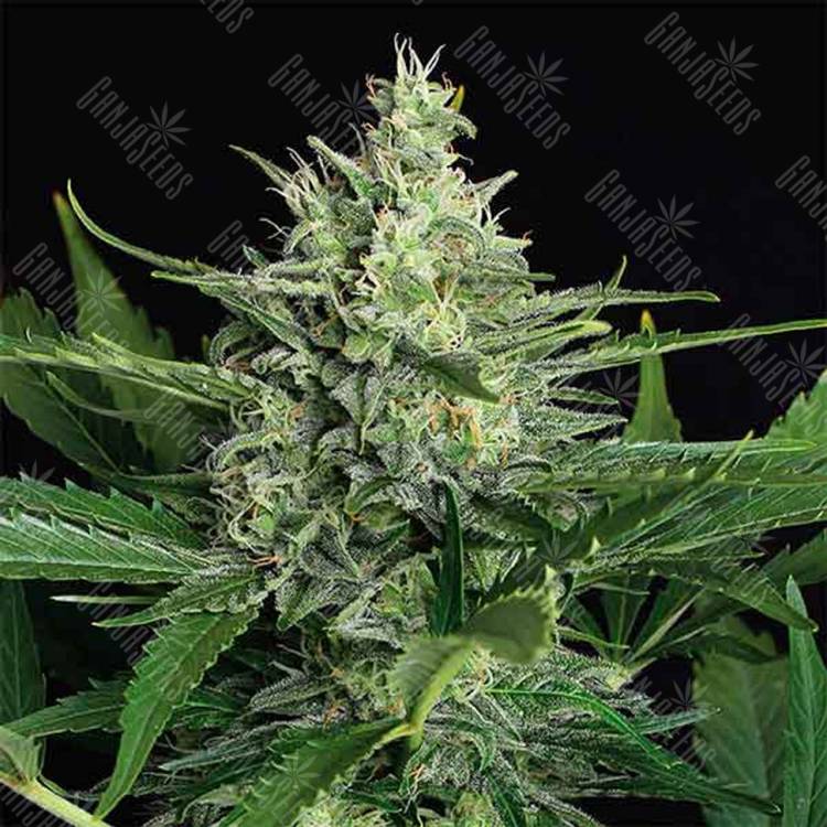 семена конопли для выращивания Auto Green Gummy feminised Exotic Seed