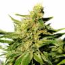 семена конопли для посадки купить BCN Diesel CBD feminised Kannabia Seeds